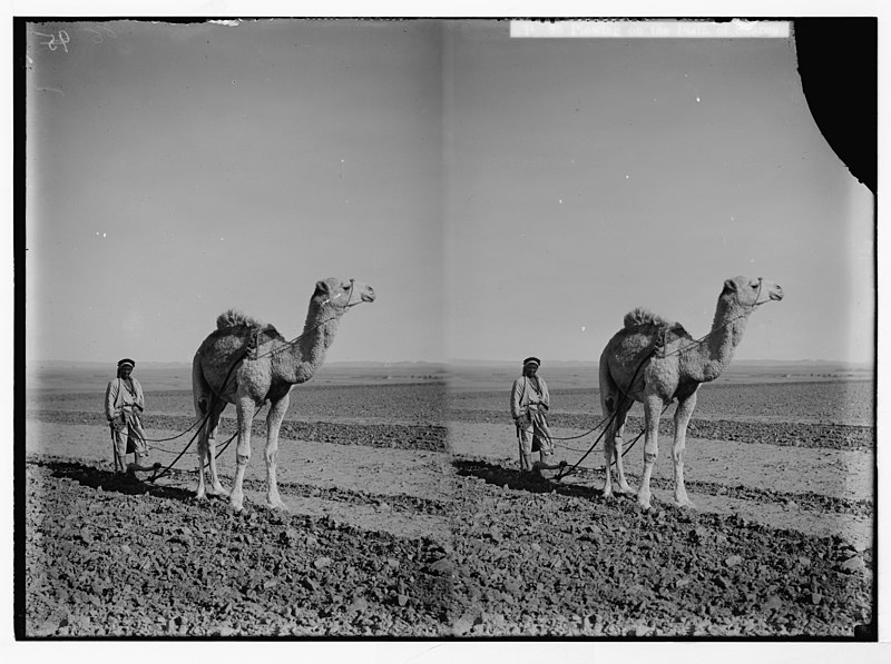 File:Peasant types. Plowing on the Plain of Sharon. (Bedouin plowing with a camel) LOC matpc.05922.jpg