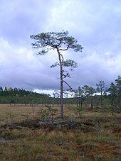 Peat bog in Dalarna, Sweden. Bogs and peatland are widespread in the taiga. They are home to a unique flora, and store vast amounts of carbon. In western Eurasia, the Scots pine is common in the boreal forest. Peatbogg-pine.JPG