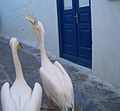 Pelicans, mascot of the island