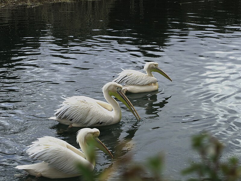 File:Pelicano blanco (6818476342).jpg