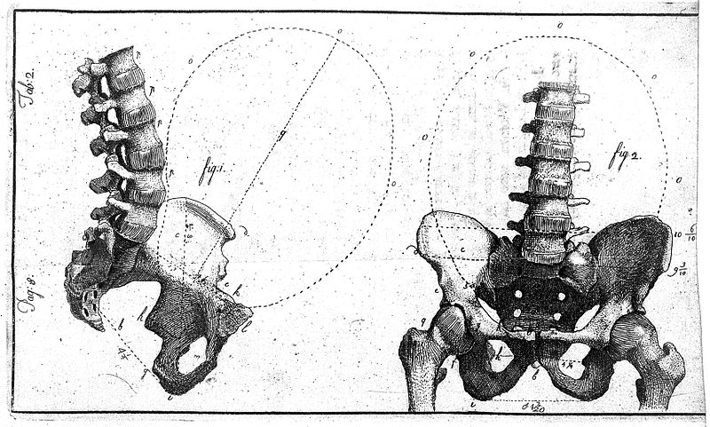 File:Pelvis, loins and womb before delivery Wellcome L0009811.jpg