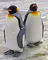 Two king penguins