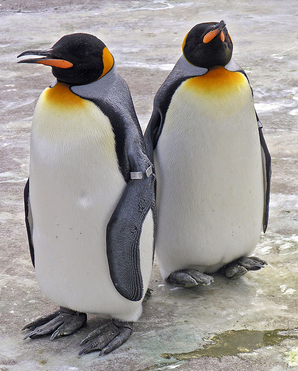 King penguins (Aptenodytes patagonicus). Penguins are a well-known example of flightless birds.