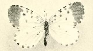 <i>Pentila cloetensi</i> Species of butterfly