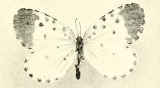 Pentila cloetensi