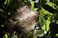 Cotinus coggygria