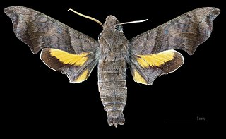 <i>Perigonia pallida</i> Species of moth