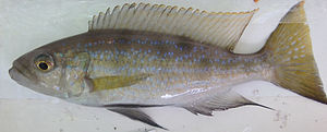 Perissodus microlepis