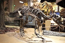 Perot Museum Tenontosaurus.jpg