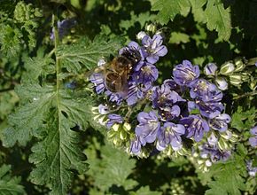 Phacelia_congesta.jpg resminin açıklaması.