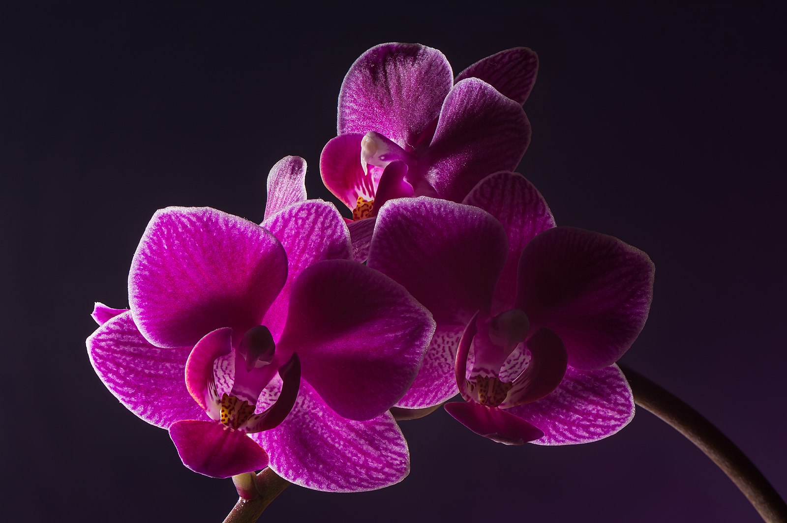 Орхидея cambridge фото и описание