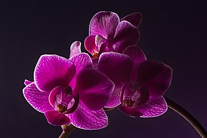 Phalaenopsis: Description et biologie, Horticulture, Culture