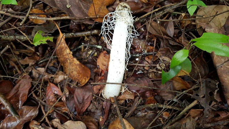 File:Phallus indusiatus 8924864.jpg