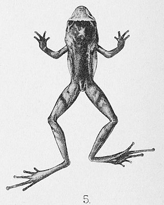 <i>Philautus kempii</i> Species of frog