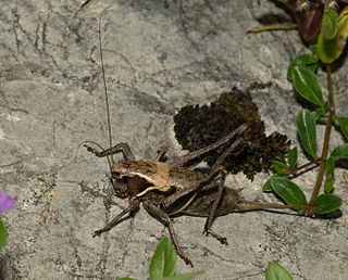 <i>Pholidoptera aptera</i> Species of cricket-like animal