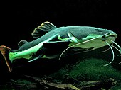 Redtail catfish Phractocephalus hemioliopterus-Dixi.jpg