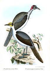 A 1902 illustration of the two species PicathartesReichenow.jpg