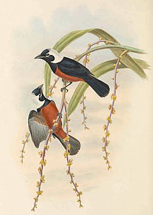 Piezorhynchus richardsii - Las aves de Nueva Guinea (recortado) .jpg