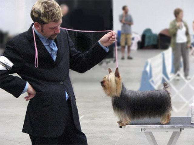 A handler prepares a Silky Terrier to be presented.