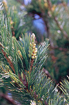 Limber pine