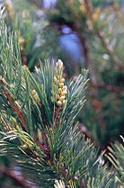 Foliage and pollen cones