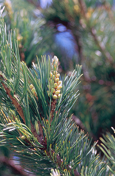 Male cones of a limber pine, eastern Sierra Nevada, California