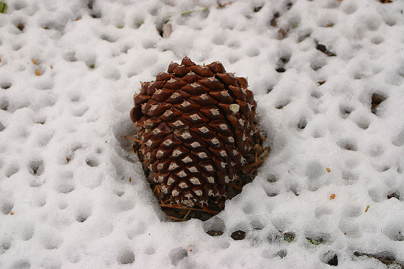 File:Pinus jeffreyi cone Kings Canyon NP.jpg