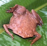 Pipa Pipa, eine bizarre Froschart, die im Amazonas vorkommt.