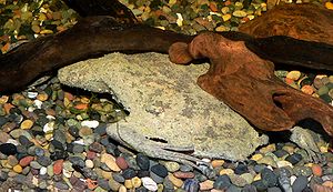 Grand crapaud alvéolé (Pipa pipa), au centre de la photo en gris