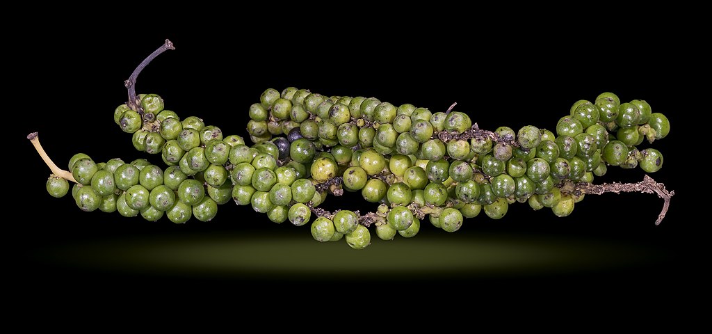 Piper nigrum - Fruits frais - Penja, Cameroun