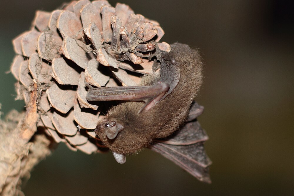 The average adult weight of a Least pipistrelle is 4 grams (0.01 lbs)