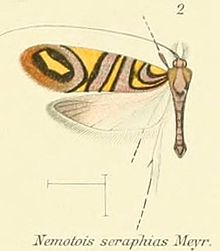Pl.2-02- (Nemotois) Nemophora seraphias (Meyrick, 1907) .JPG