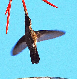 Plain-capped starthroat Species of hummingbird