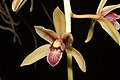 Cymbidium bicolor