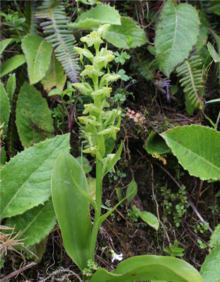 Platanthera azorica.png 