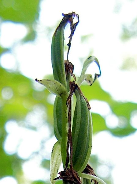 File:Platanthera bifolia20090812 027-2.jpg