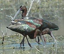 White-faced ibis Plegadis chihi.jpg