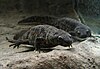 Salamandra-de-costelas-salientes