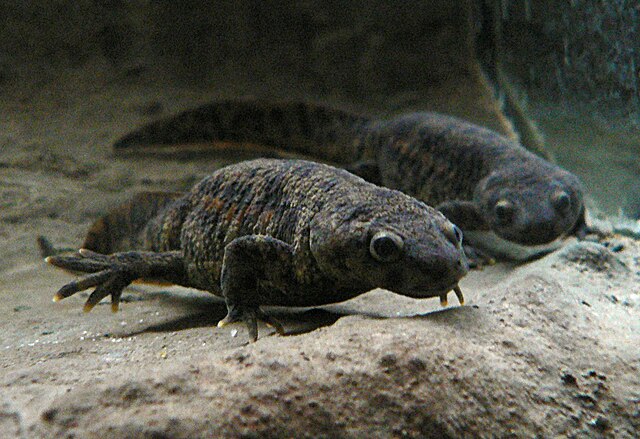 Pleurodeles, including the Iberian ribbed newt, is the type genus of subfamily Pleurodelinae.
