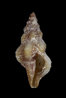 <i>Pleurotomella buccinoides</i> Species of gastropod