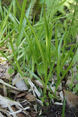 Loose-flowered bluegrass (Poa remota)