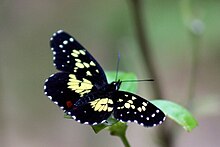 Poecile checkerspot (Chlosyne erodyle poecile)
Costa Rica Poecile checkerspot (Chlosyne poecile).jpg