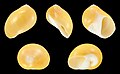 * Nomination Shell of a Golden Moon Snail, Polinices aurantius --Llez 17:18, 3 July 2017 (UTC) * Promotion Good quality. --Basotxerri 17:33, 3 July 2017 (UTC)