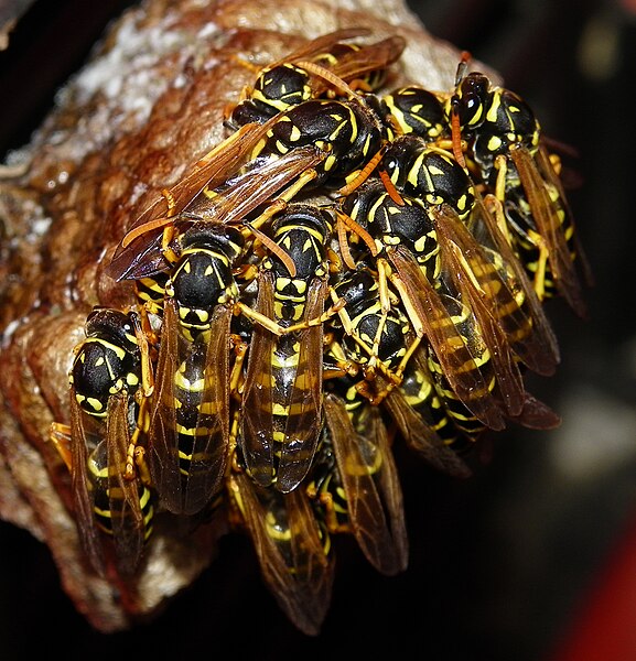 File:Polistes dominula in winter.jpg