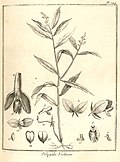 Polygala violacea Aublet 1775 pl 294.jpg