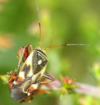 <i>Polymerus</i> Genus of true bugs