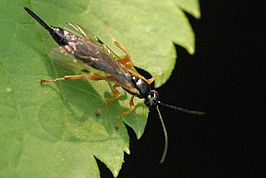 Polysphincta tuberosa