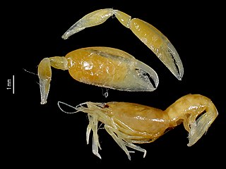 <i>Dactylonia</i> Genus of crustaceans