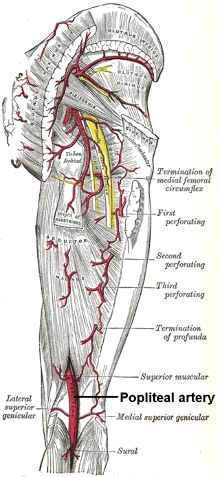 Popliteal artery.png