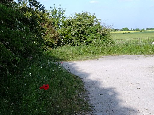 Poppy in the car park - geograph.org.uk - 1892697